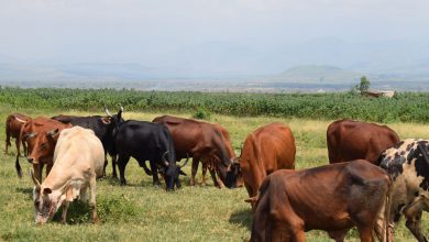 Photo of Fizi : trois miliciens neutralisés et 12 vaches remises aux propriétaires par les FARDC