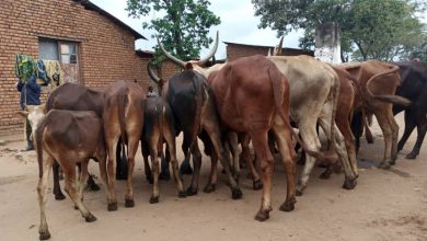 Photo of Uvira : Les Fardc restituent des vaches volées par les miliciens